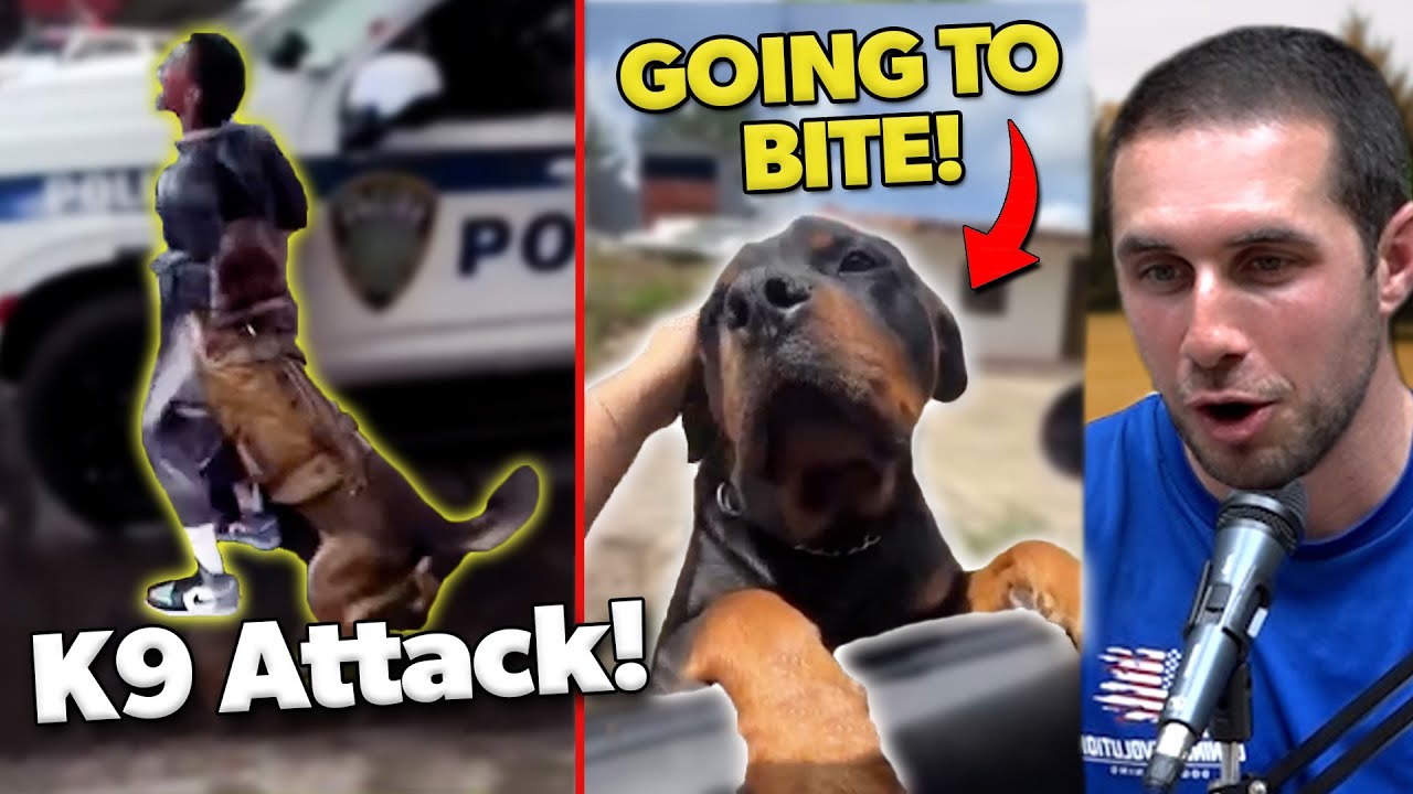 Dog Trainer Reacts to DOG BITES and Puppy Training DONE RIGHT!