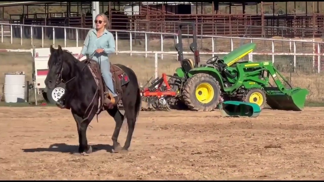 Quarter Horse Gelding For Sale