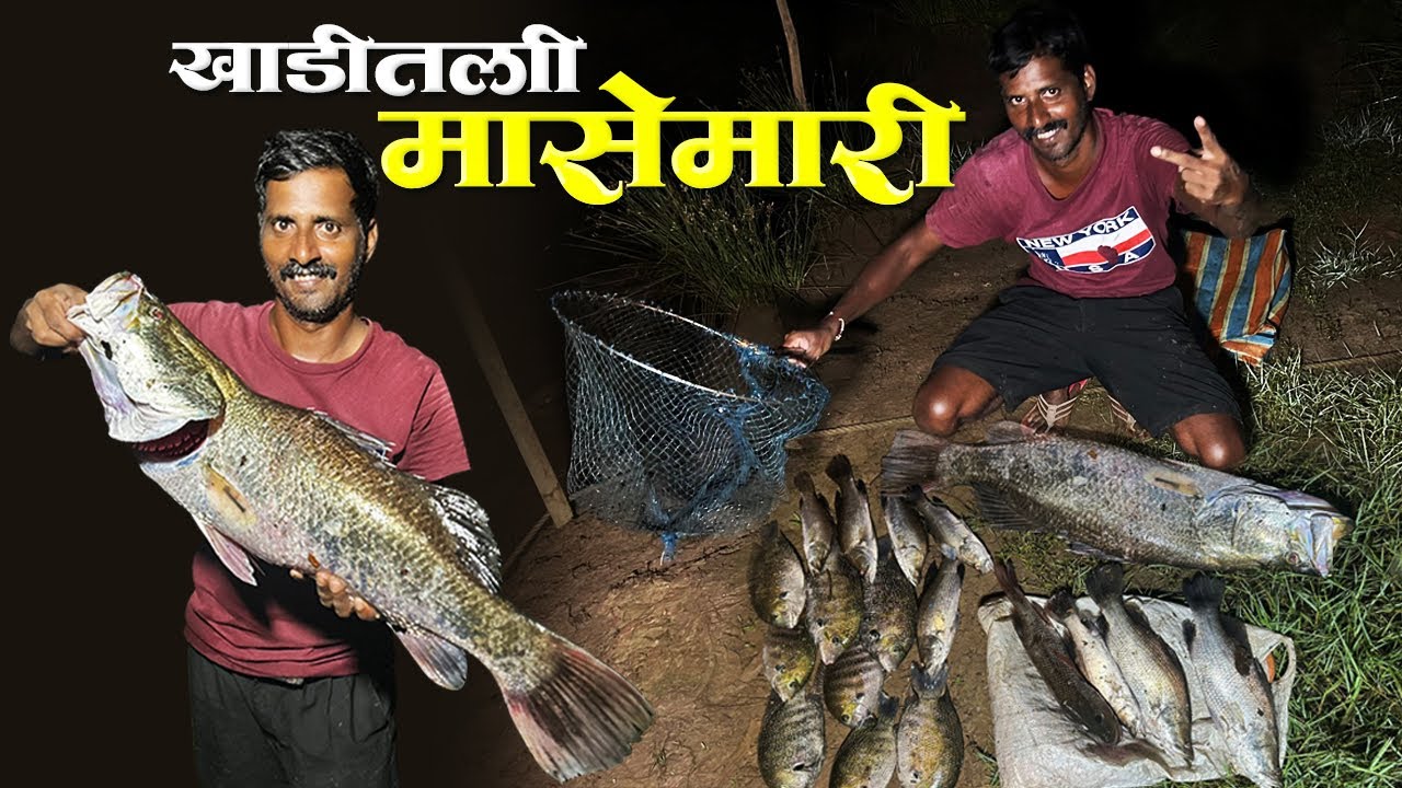खाडीत पकडला भला मोठा जिताडा  मासा | Big Size Baramundi Catch | Traditional Fishing