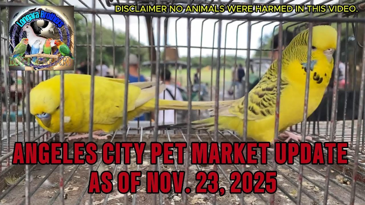 Angeles City Pet Market update as of Nov. 23, 2025 #petmarket #pasabuy #africanlovebirds #parakeets