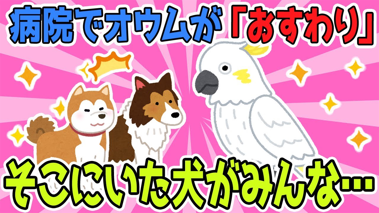 動物病院でオウムが「おすわり」→そこにいた犬たちがみんなして・・・【2chほのぼのスレ】