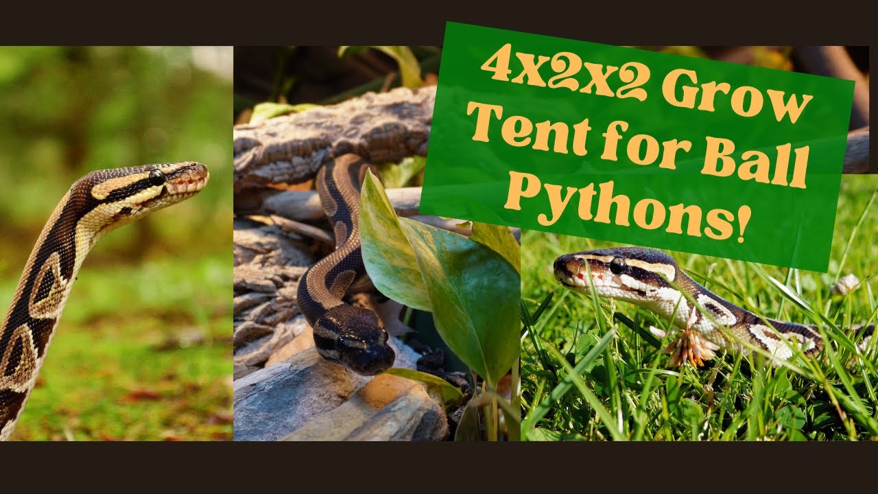 4x2x2 Grow Tent for Ball Python (and other snakes!)