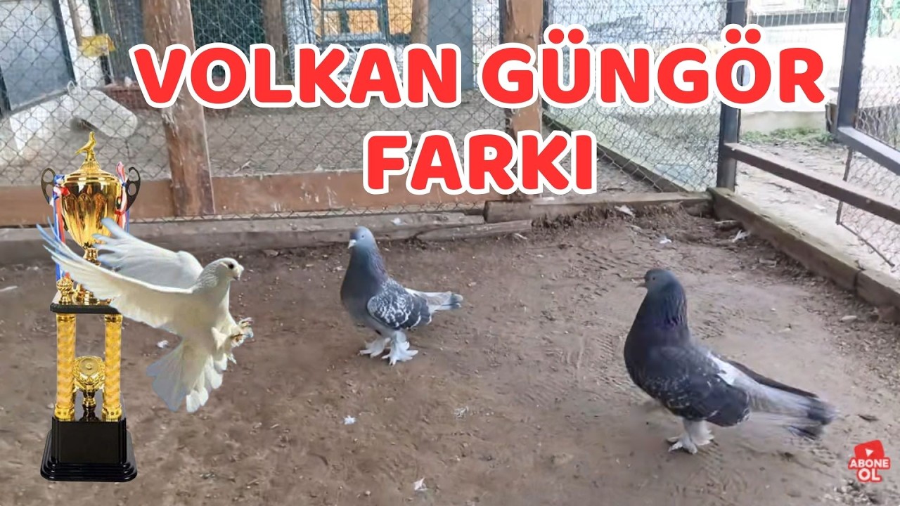 Pazar Günü Krallar ve Kraliçeler Canlıda Mest Olmak İsteyen Mezatı Kaçırmasın