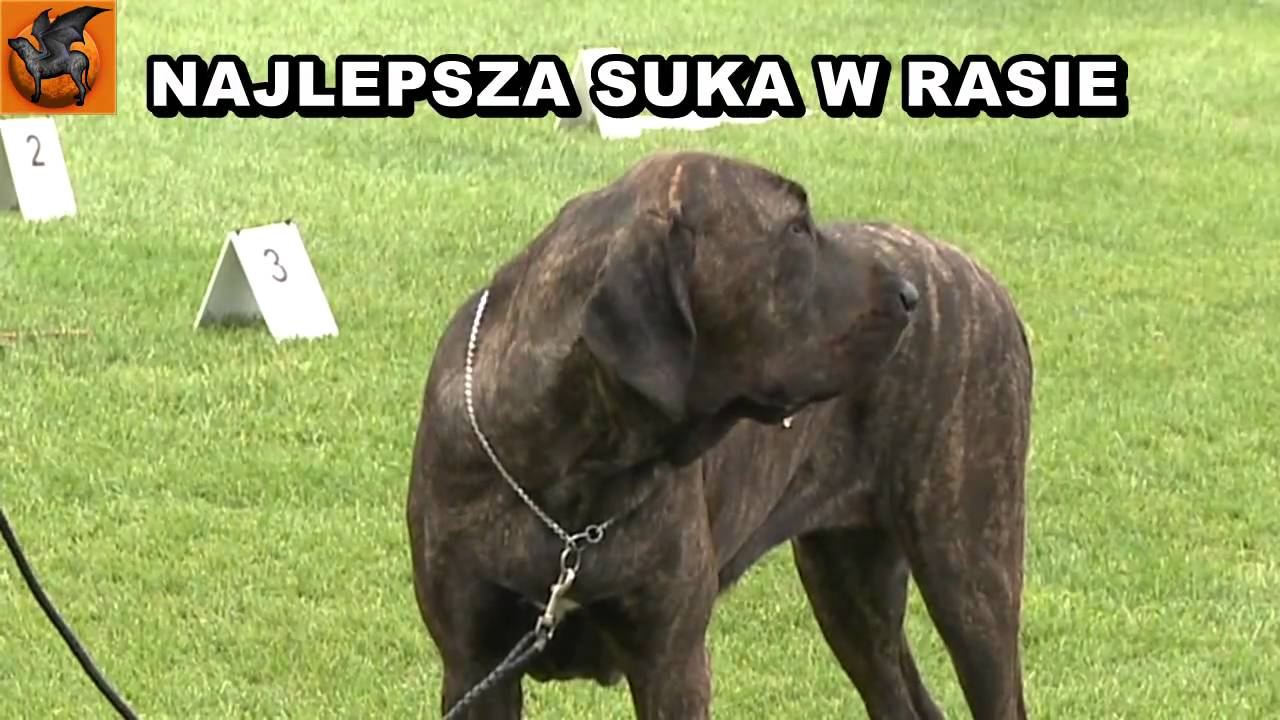 Fila Brasileiro in National Dog Show - Warsaw, 12th September 2009