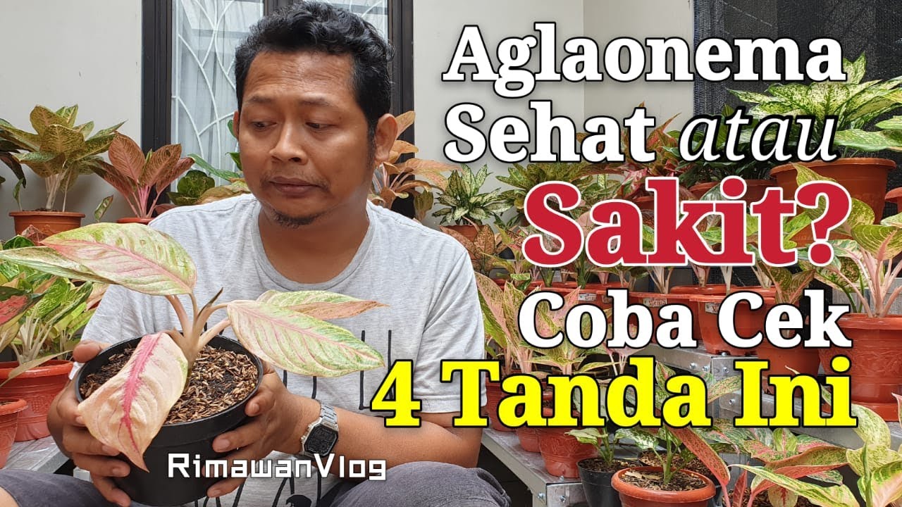 (Eps. 28) Kenali Aglaonema Sehat atau Sakit dari 4 Tanda Ini | Rimawan Vlog