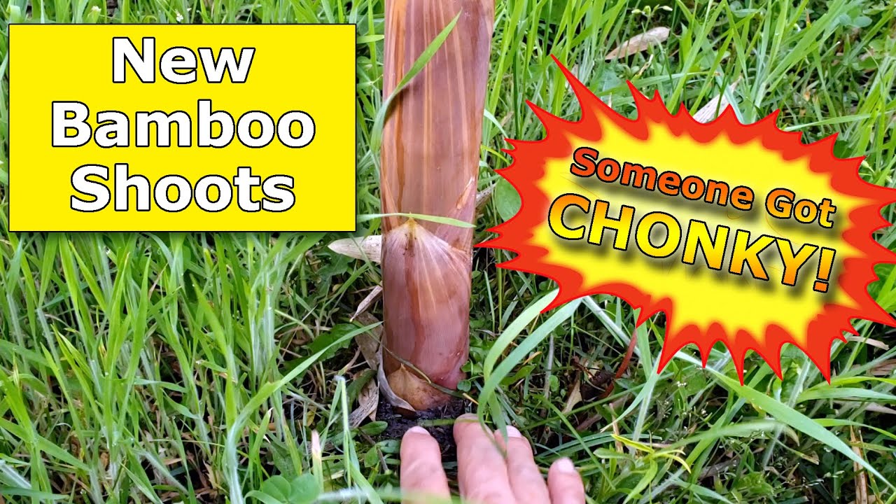Which Bamboo Species Has The Best Shoots for Harvest in USDA Zones 5 / 6?