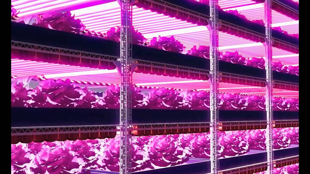 Plant Factory Grow Light Design and Application / 植物工廠 LED 植物生長燈
