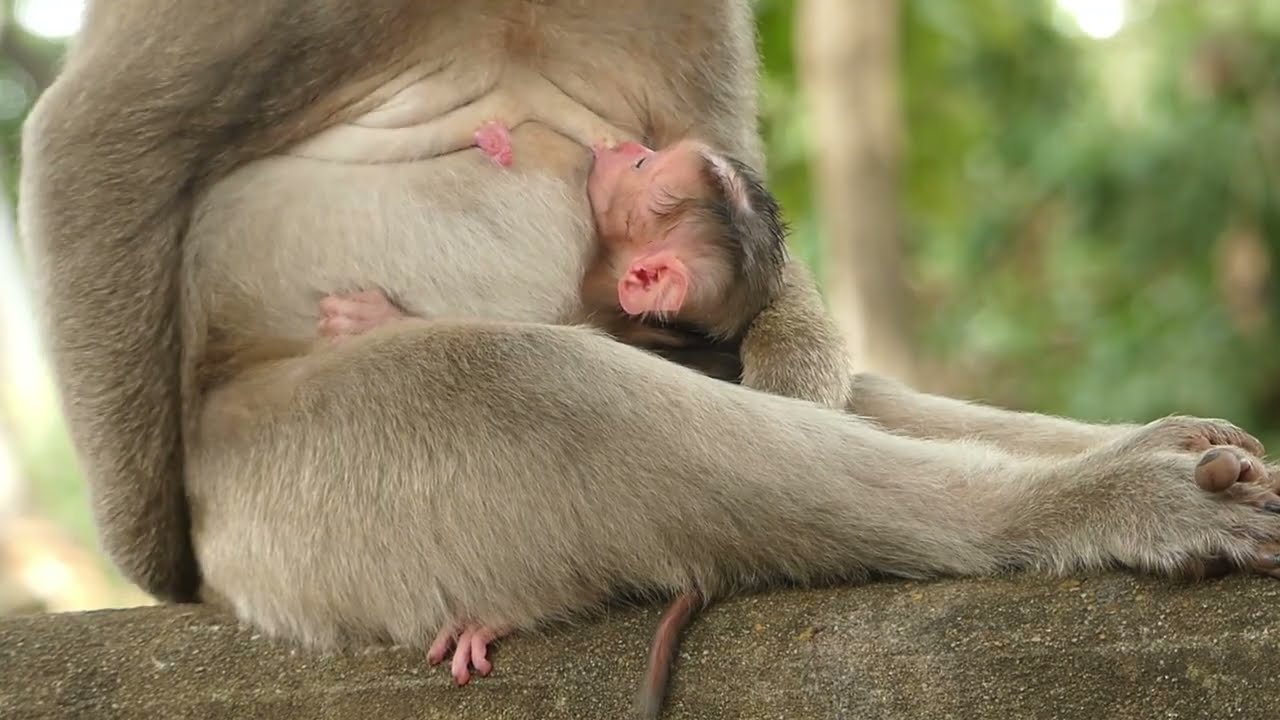 Adorable Baby Monkey Enjoying a Deep Sleep