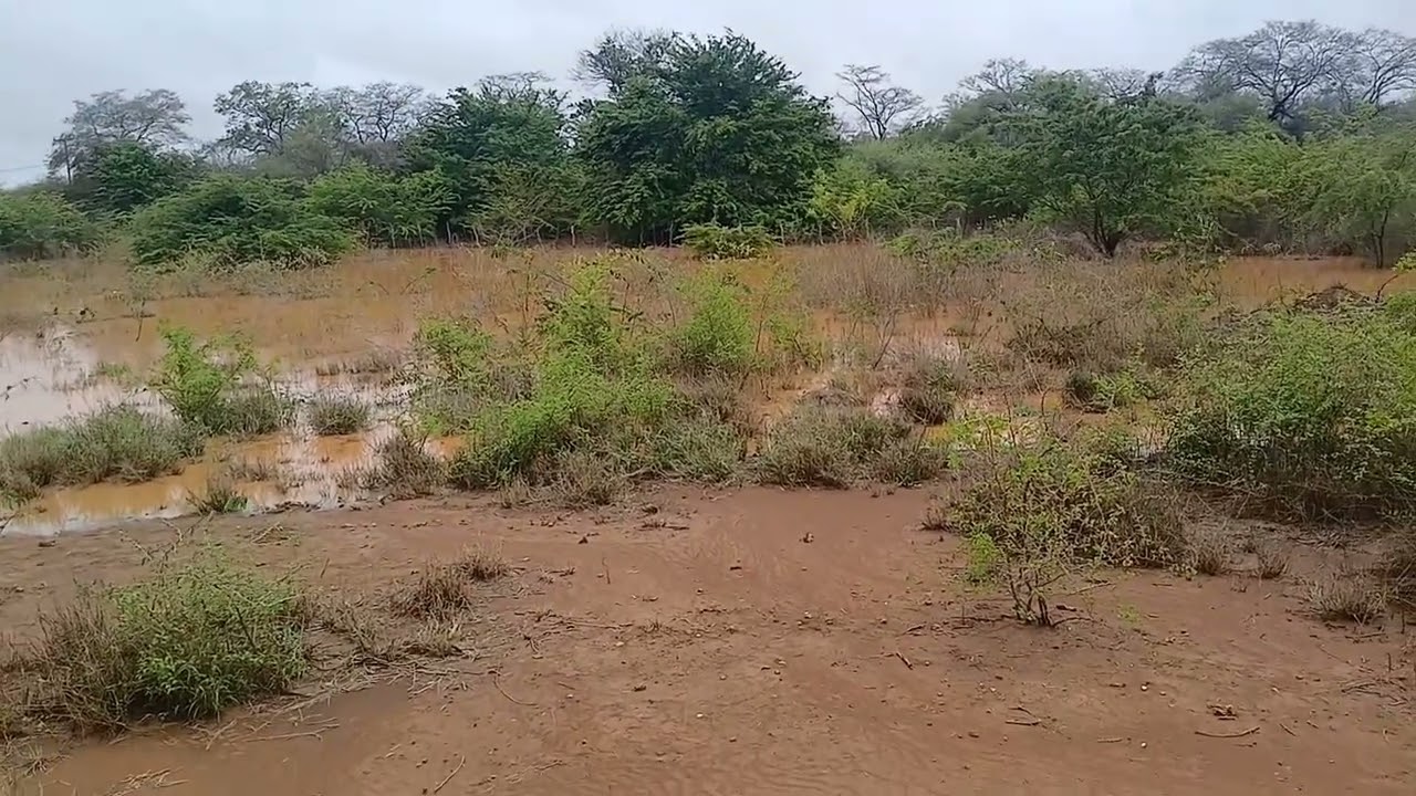 A primeira chuva do ano  2025