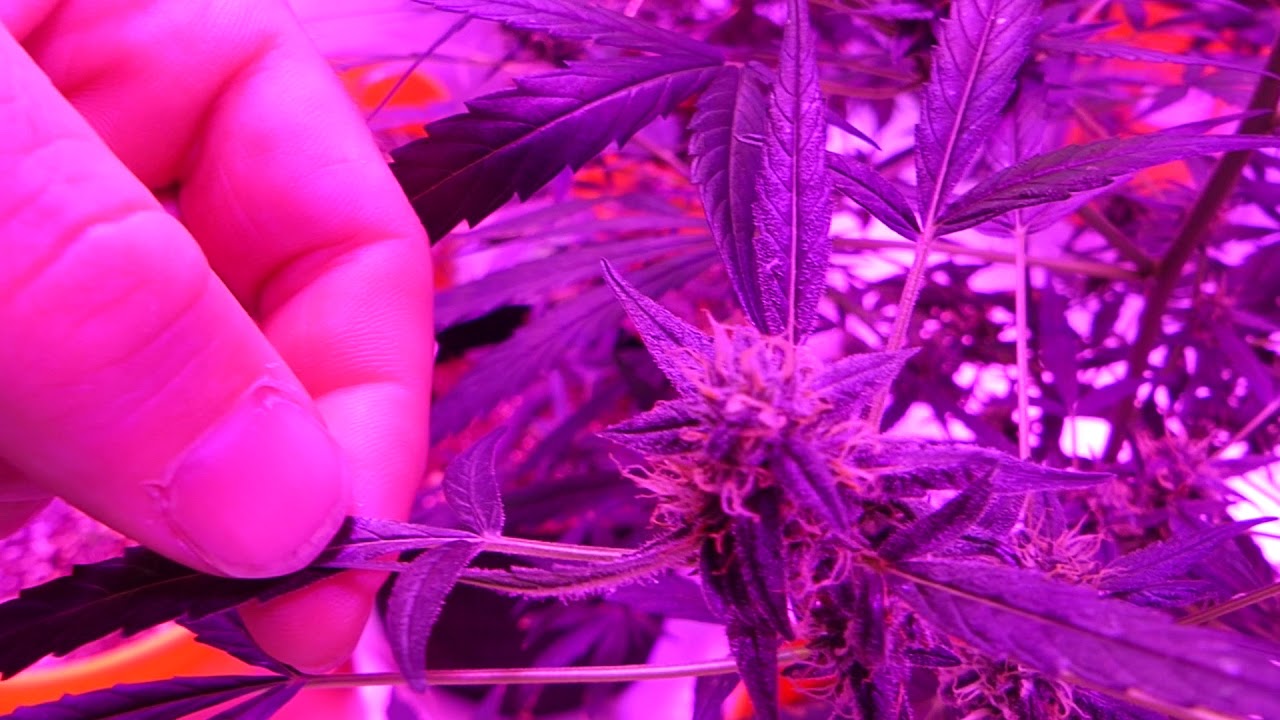 Dragon Lungz: A-Hole APHIDS! Cannabis Couple's Green Cleaner Review S1 Ep14