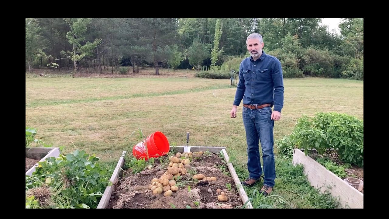 A Small Potato Harvest