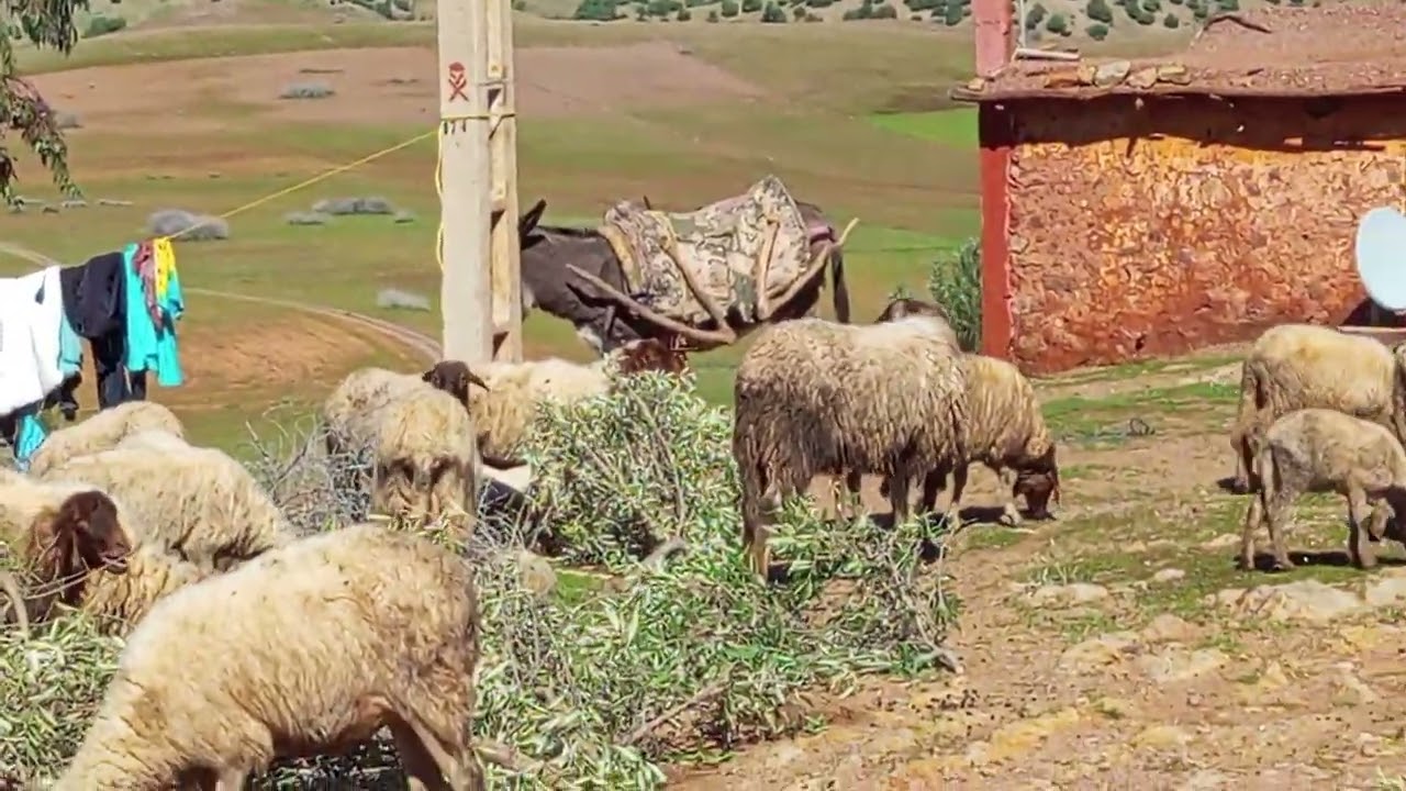 زبير الزيتون: لالة العروسة ليمامون ليبوتي...سويفي موا مانتفارقش معاهم حتى الموت.