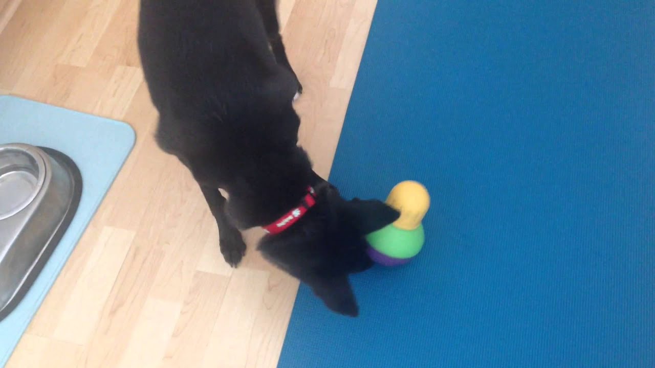 Friday the Formosan Mountain Dog gets treats from her StarMark Bob-a-lot