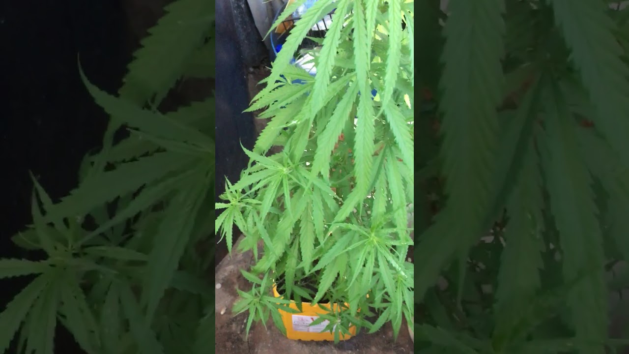 Trinidad Cannabis Outdoor local Sativa and Indica Plant HG Weed update  Part 2 Video week later