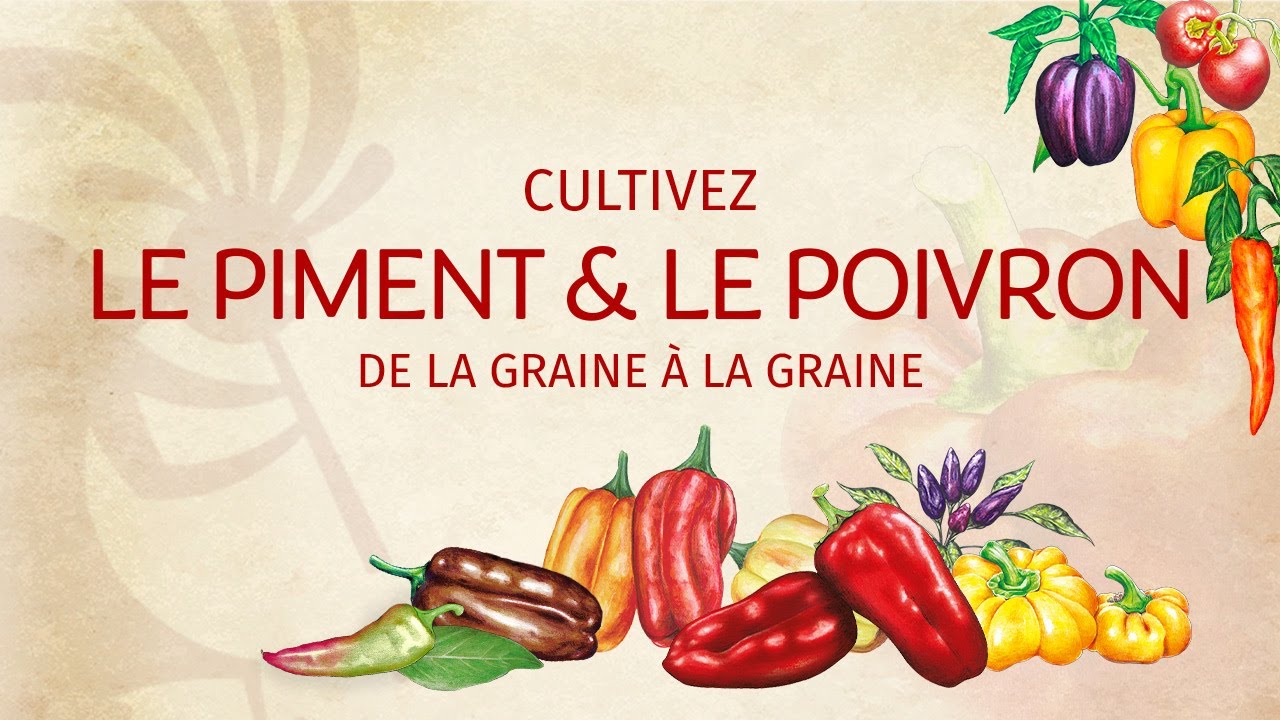 Le Piment & le Poivron de la graine à la graine