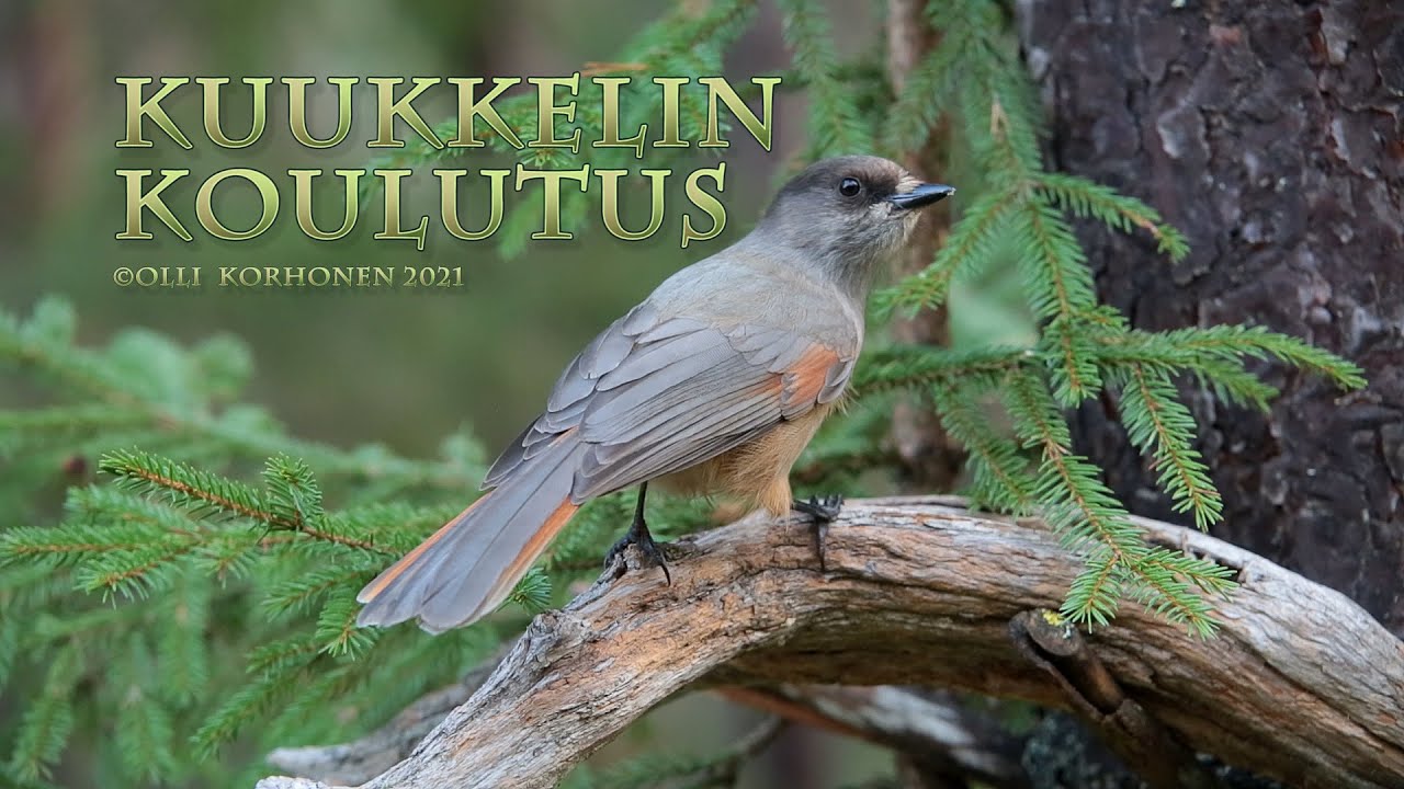 KUUKKELIN KOULUTUS OSA 1