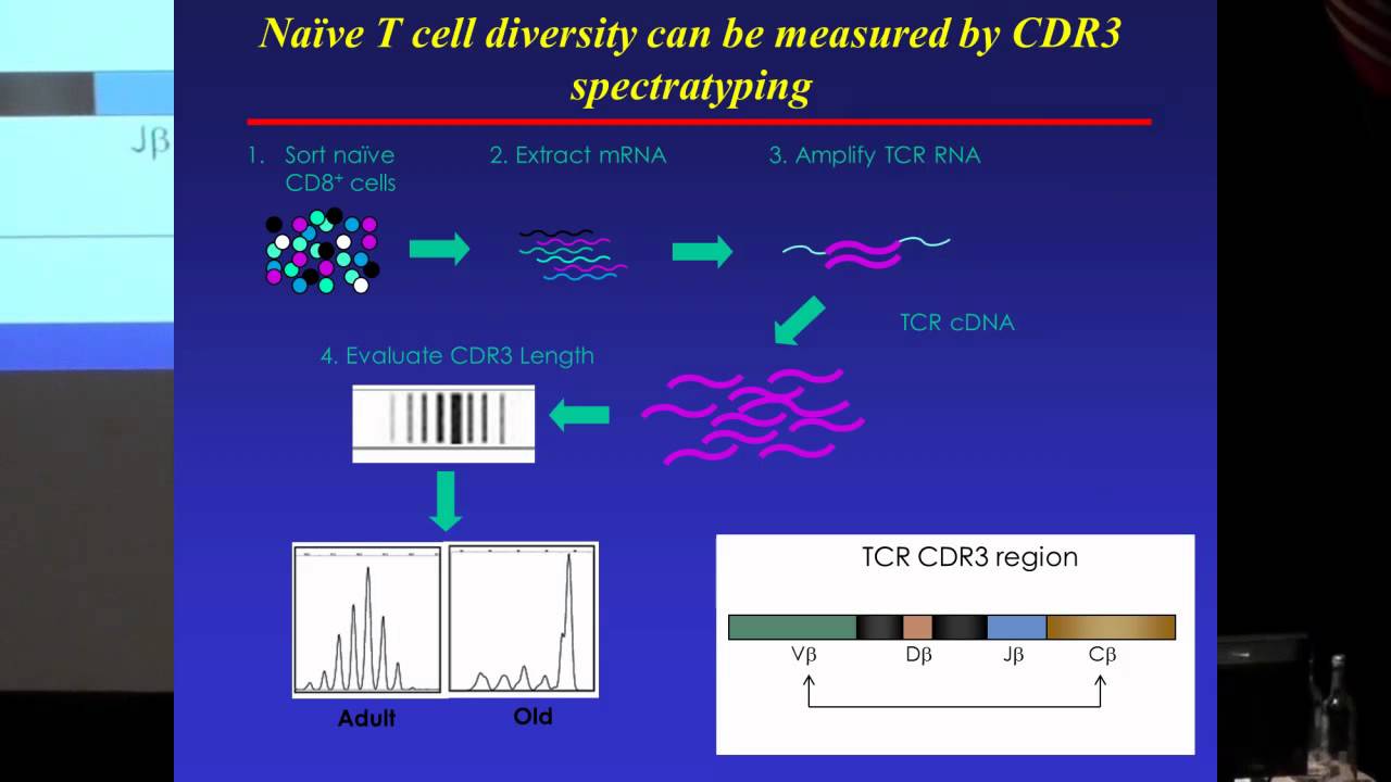 SENS5 - Rebalancing the aging T-cell pool to improve resistance to infection in the old age