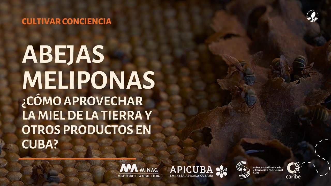 Meliponas en Cuba: ¿por qué fomentar la cultura de modo sostenible?