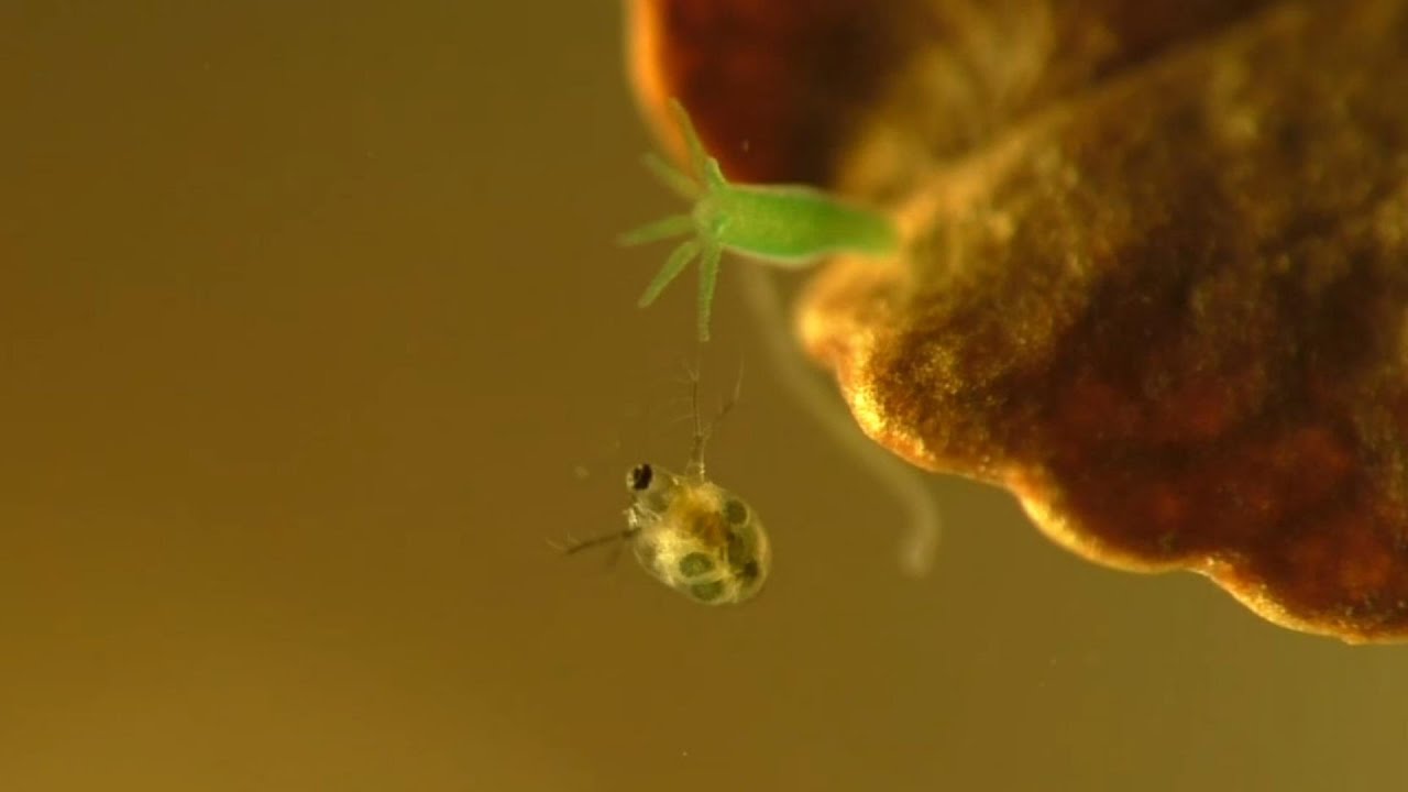 Life On A Leaf