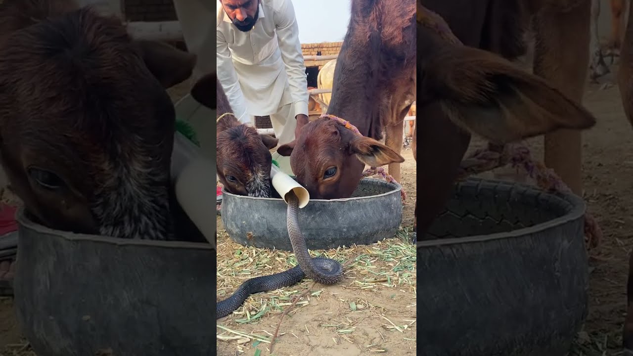 Sheeps Snake Zone is live