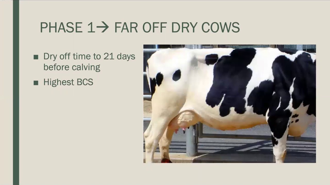 Dairy Cattle Diet and Phase Feeding