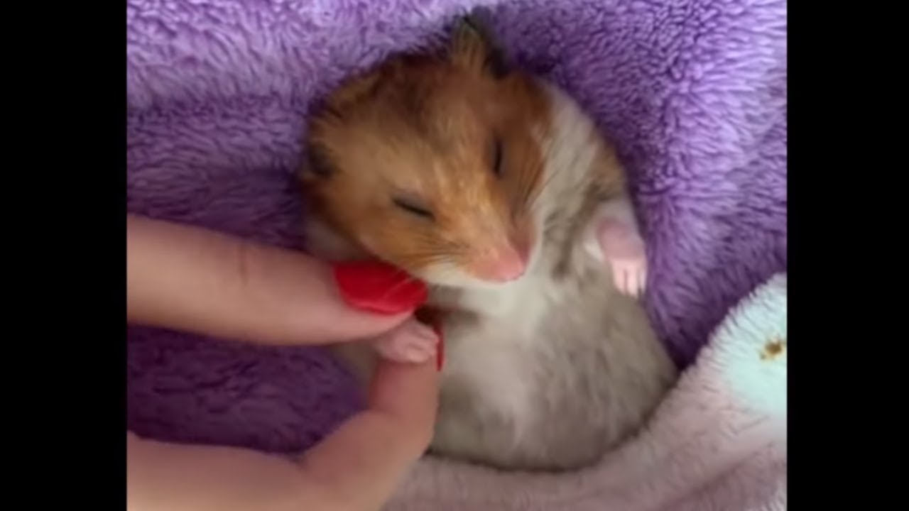 Sleeping hamster gently gets tucked into bed