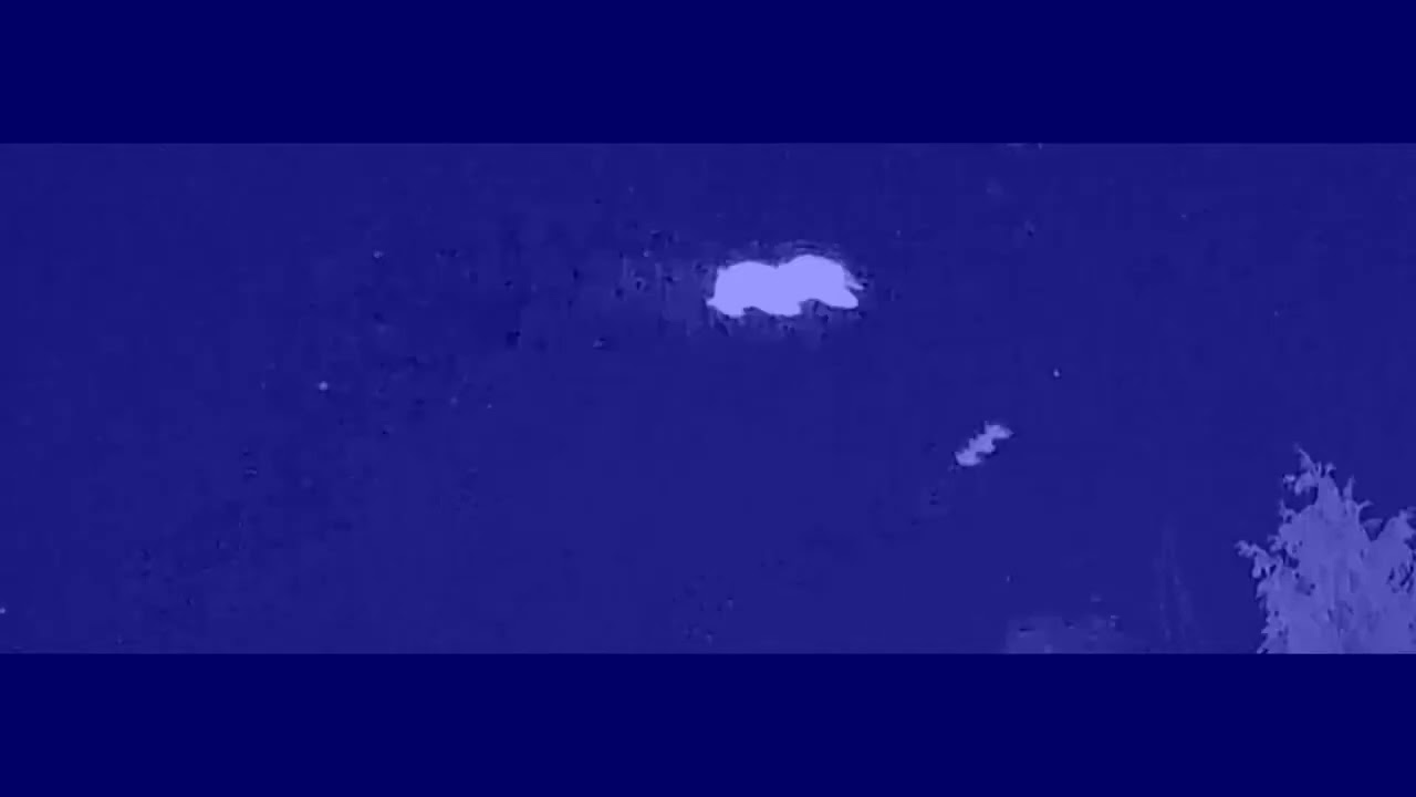 6 12172026 rods skyfish video from the backyard infrarednightvision