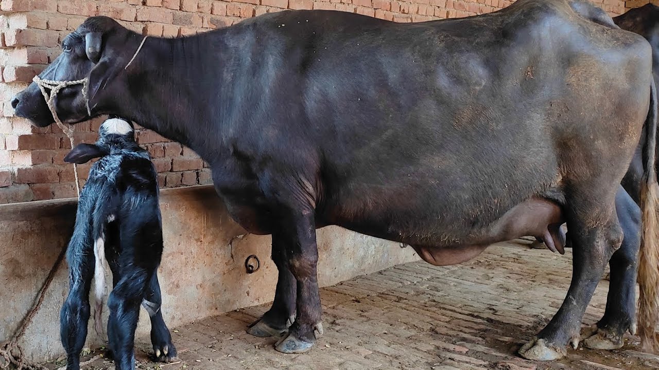 Meeni cross Neli ravi best Quality buffalo #livestock #buffalo #pakistan #ravi #neli #meeni #breed