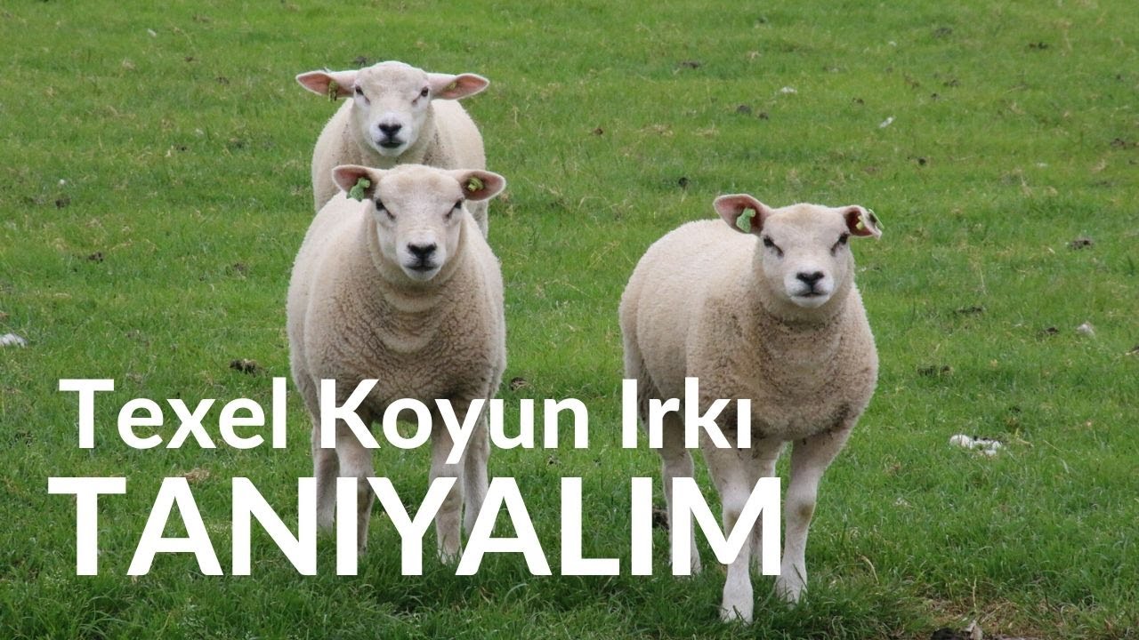 Texel koyunu