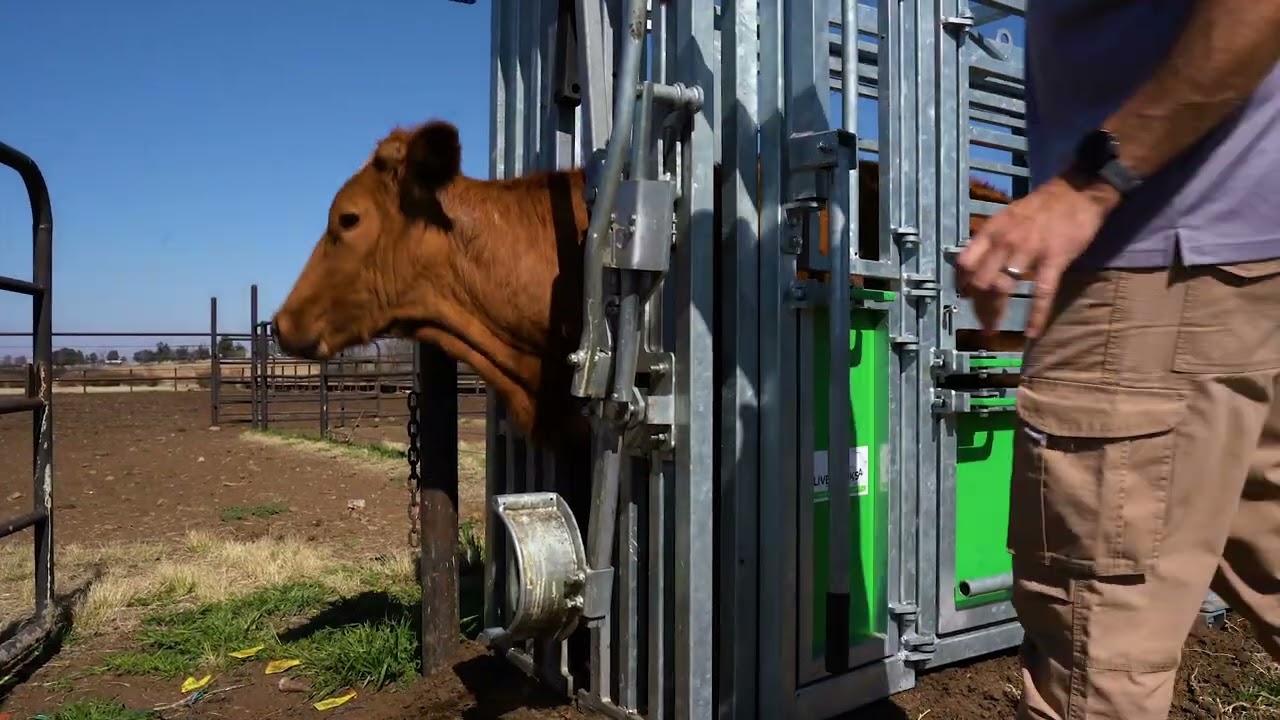 Wildebees Cattle Squeeze