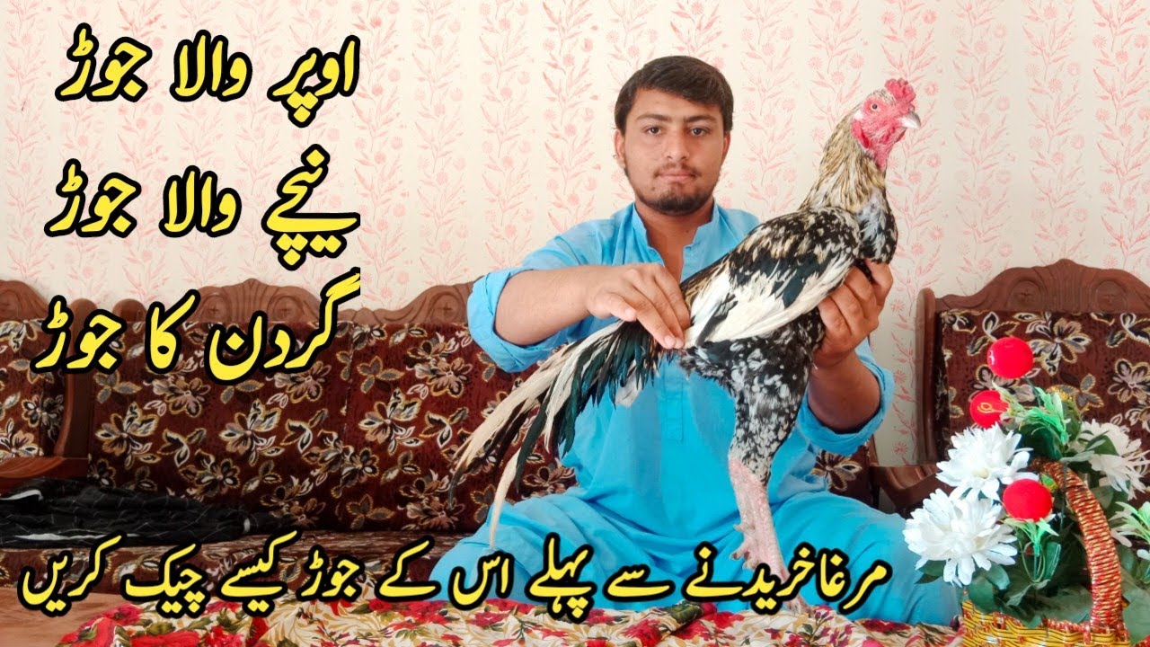 Aseel murga k joor kesy check kren | murga k joor check krny ka tariqa | aseel murga ki pehchan#hen