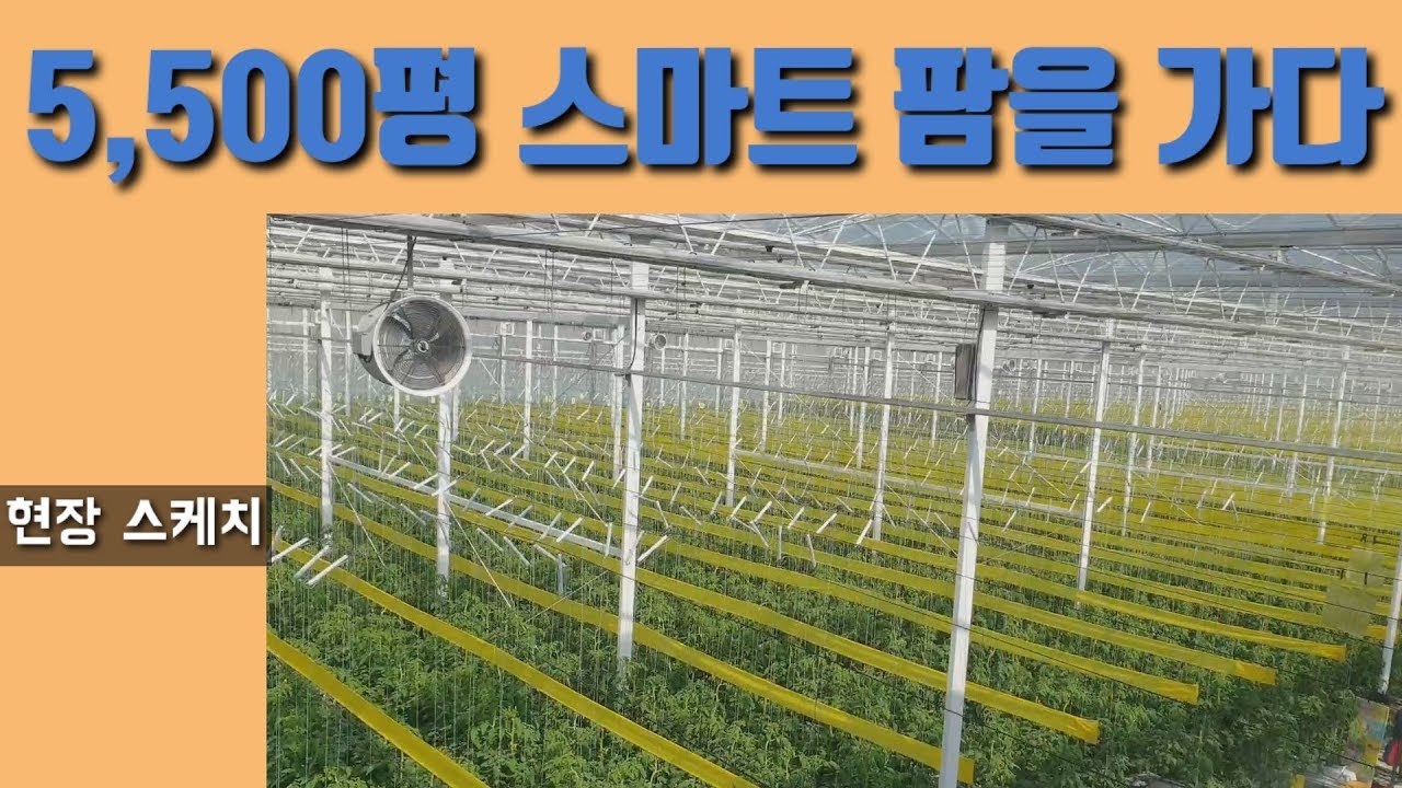 [스마트팜 아람 2-1] 한국 농업의 미래를 엿보다, 농업인의 도전!!! 윤박사의 현장스케치,  5,500평, 토마토 5만주심어져있는 스마트팜을  가다. 외국이 아니라 한국입니다.
