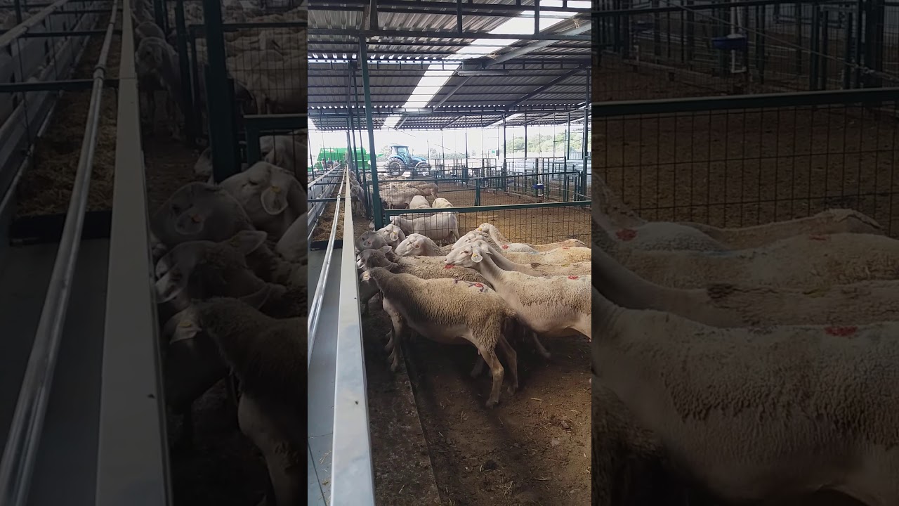 Konveyör yemleme bantlı yemlik koyun keçi