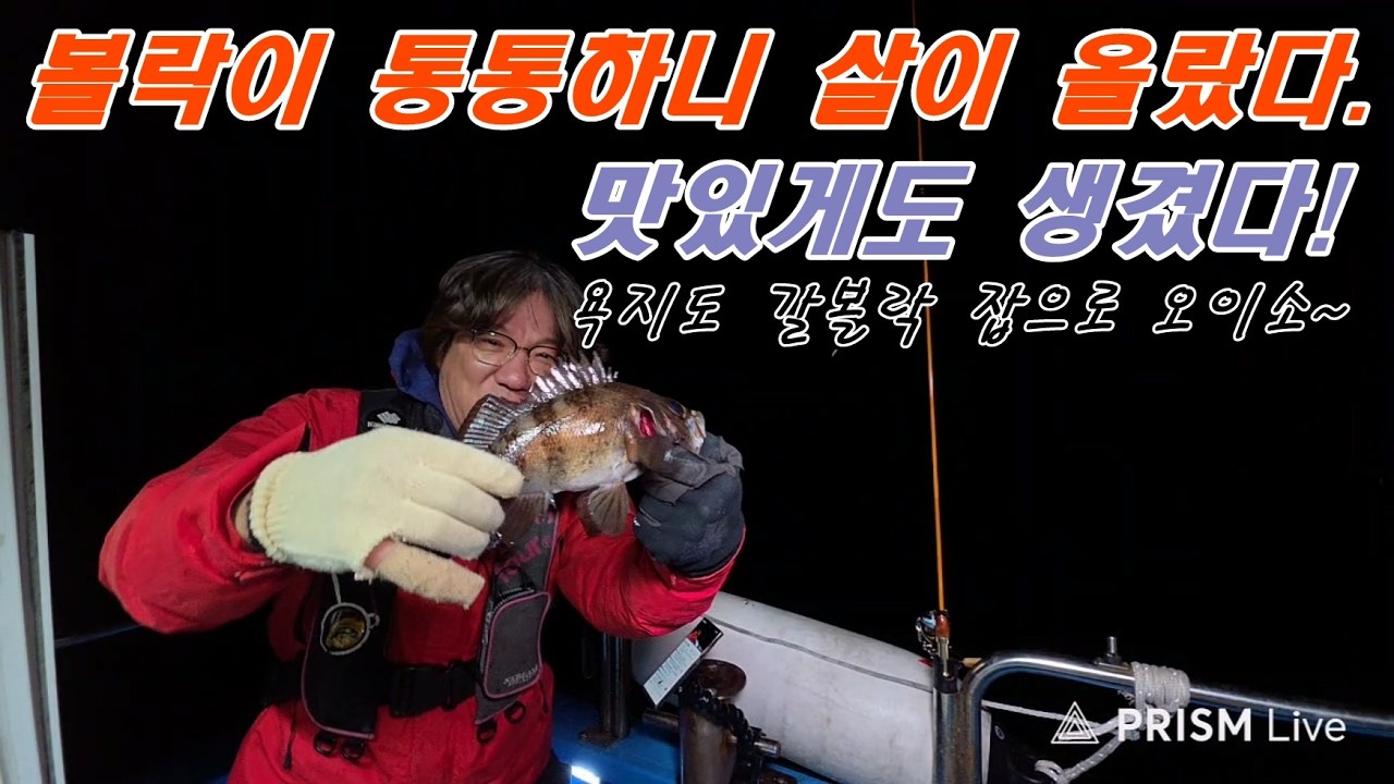볼락이 이제 살이 올라서 아주 맛있습니다.