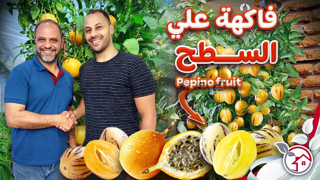 زراعة اشجار البيبينو والباشون فروت على السطح