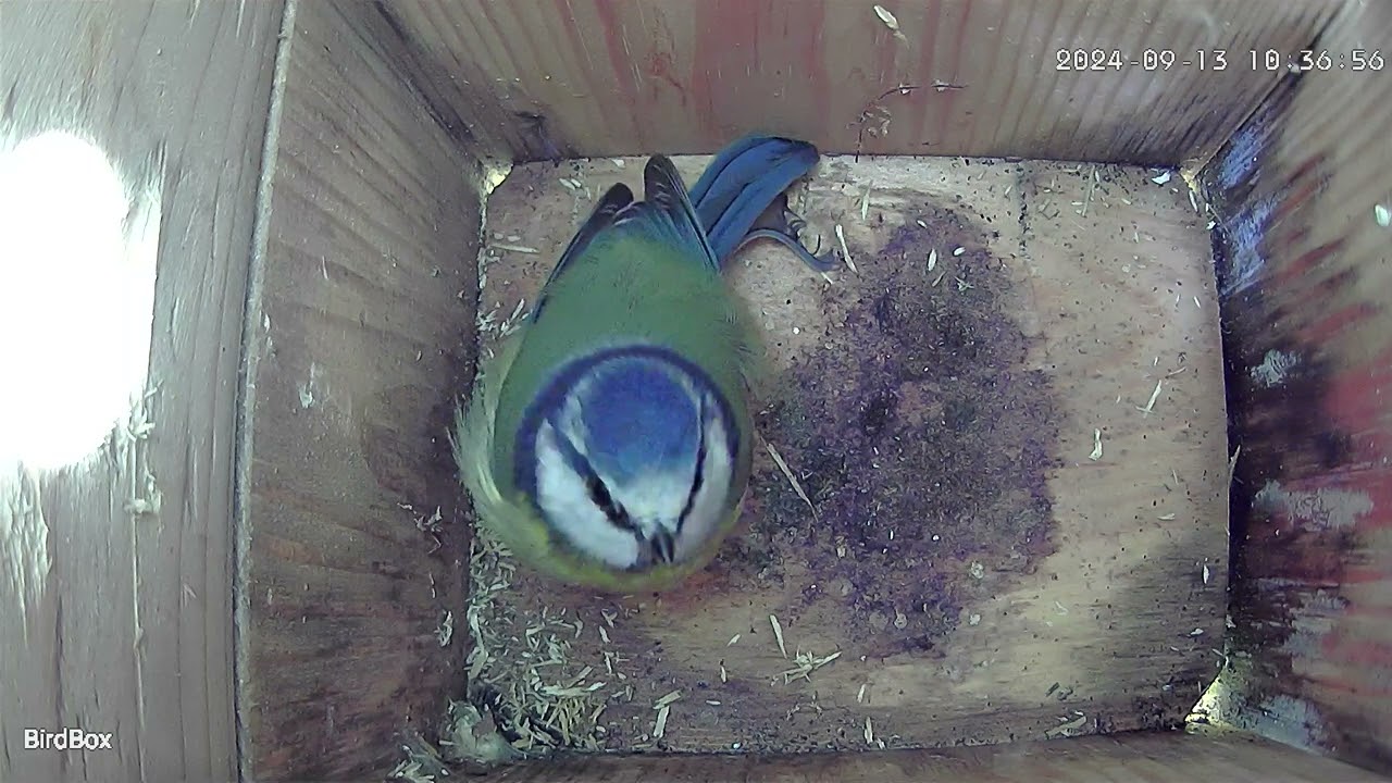 #birds #nestboxcamera #nestboxcam #birdslover #nestcam #nestbox #birdboxcameras