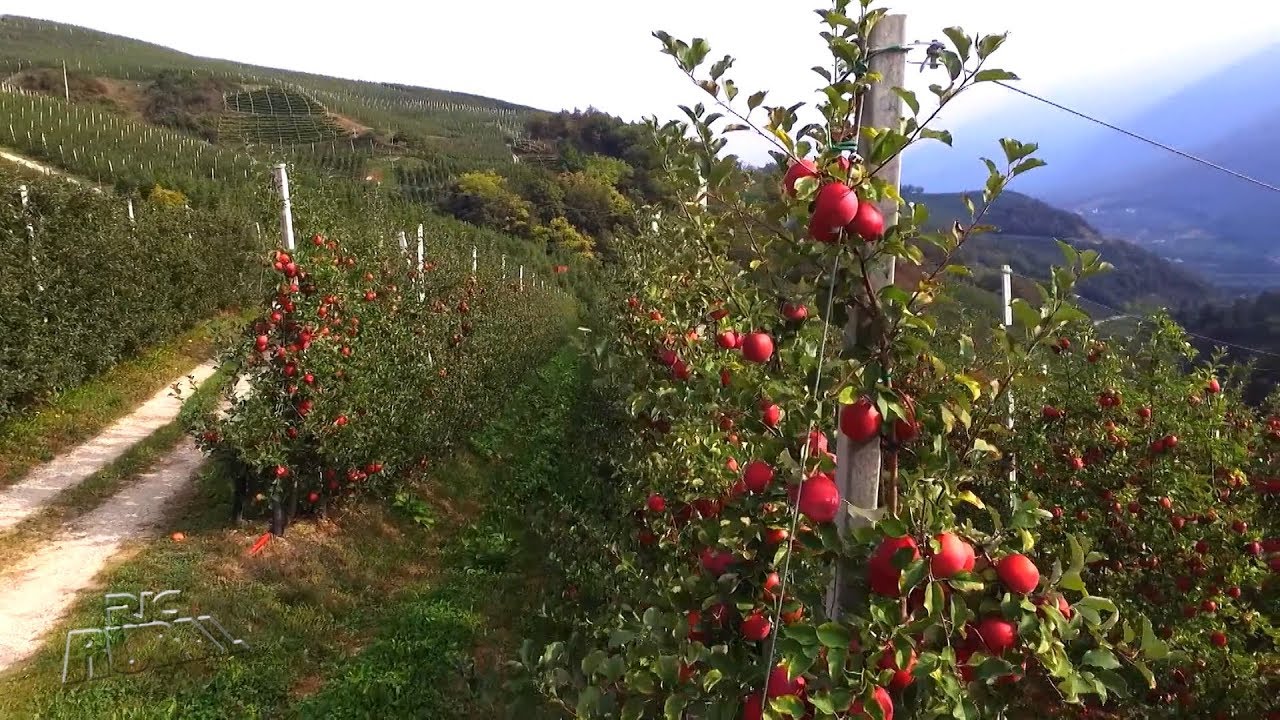 RIC Rural visita região da Itália que é maior produtora de maçã da Europa