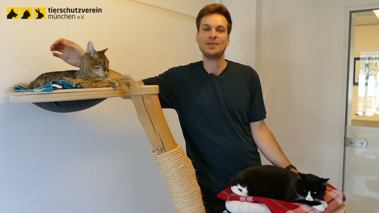 Tierheim München: Vermittlungskatzen Suki & Balu