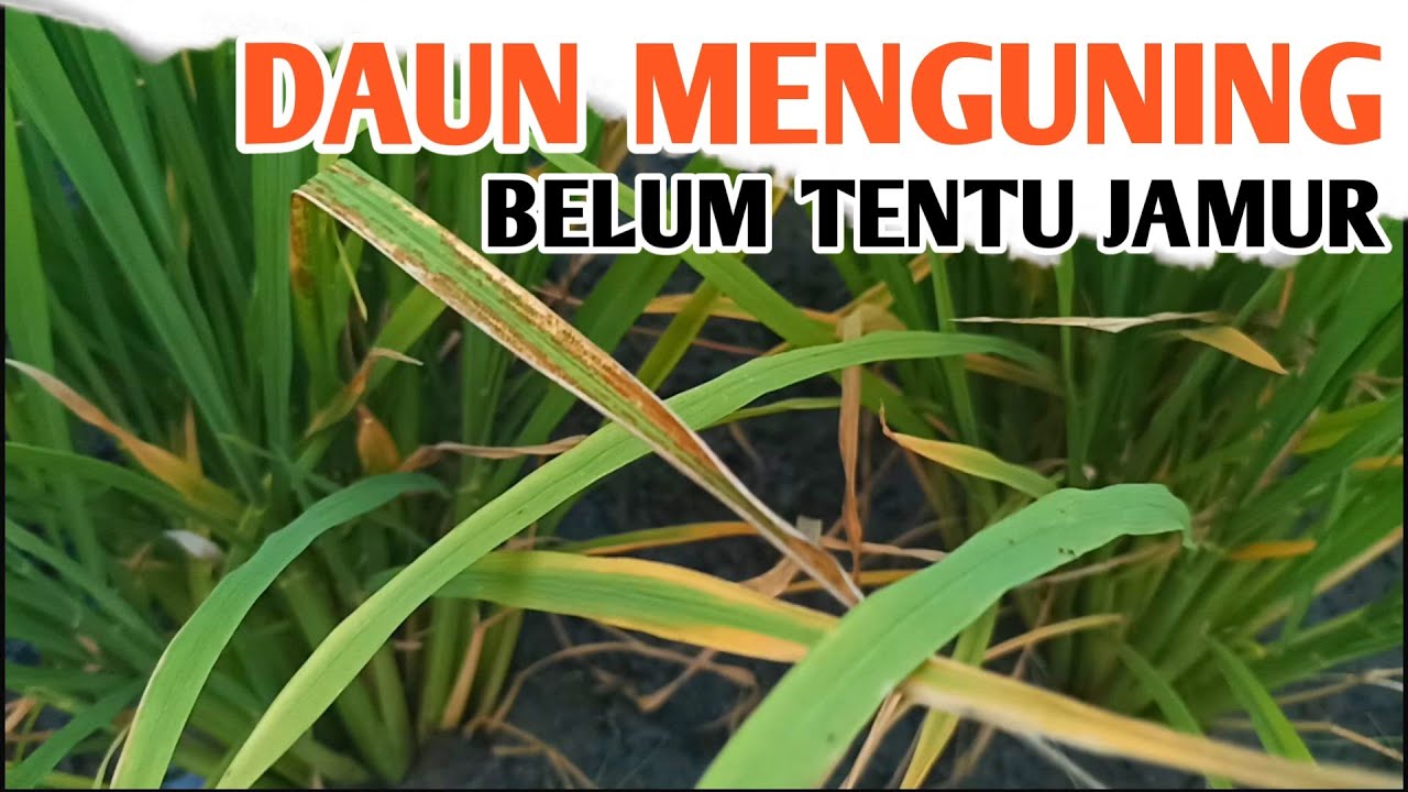 Cara Mengenali dan Mengatasi Daun Padi Menguning