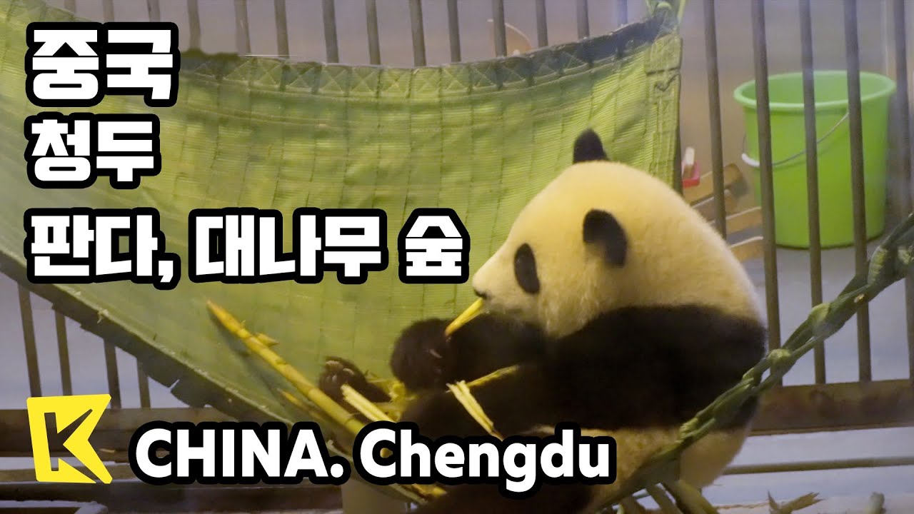 중국 여행-청두 [China Travel-Chengdu] 판다연구기지, 이빈시 대나무 숲/Panda/Lesser panda/Yibin/Shunan Bamboo Sea