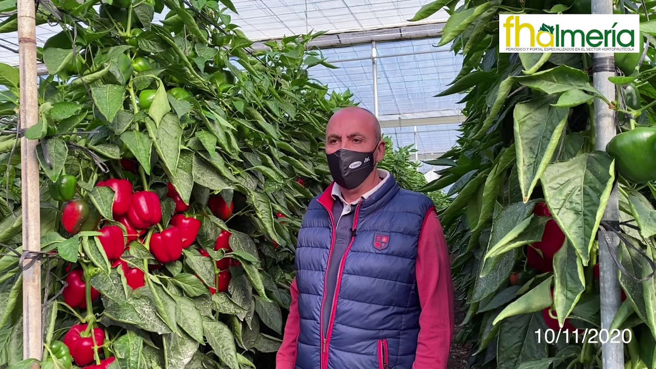🌱Entrevista al agricultor de Nyobi, pimiento California rojo