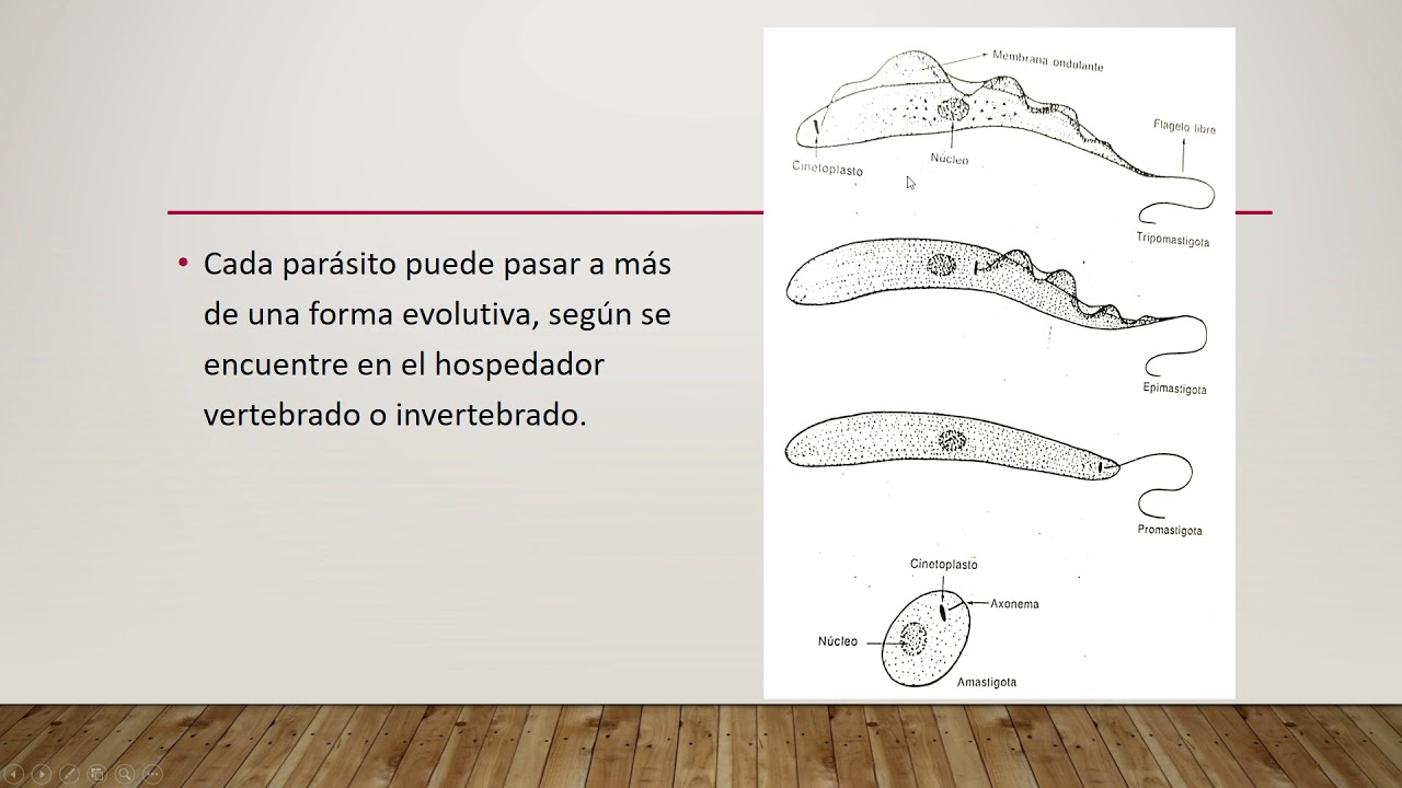 Tema 16 Phylum Protozoa y Familia Tripanosomatidae