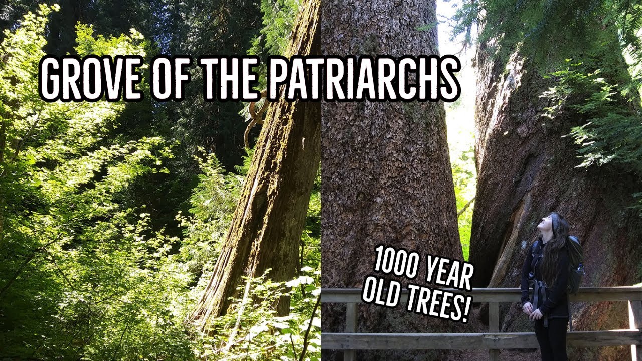 Grove of the Patriarchs Trail - Mt. Rainier National Park