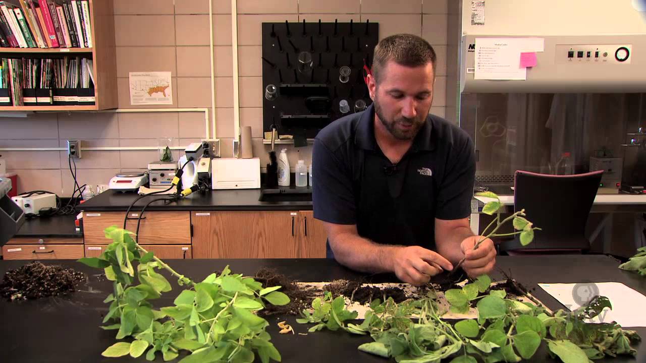 Diagnosing Disease in Soybean Plants