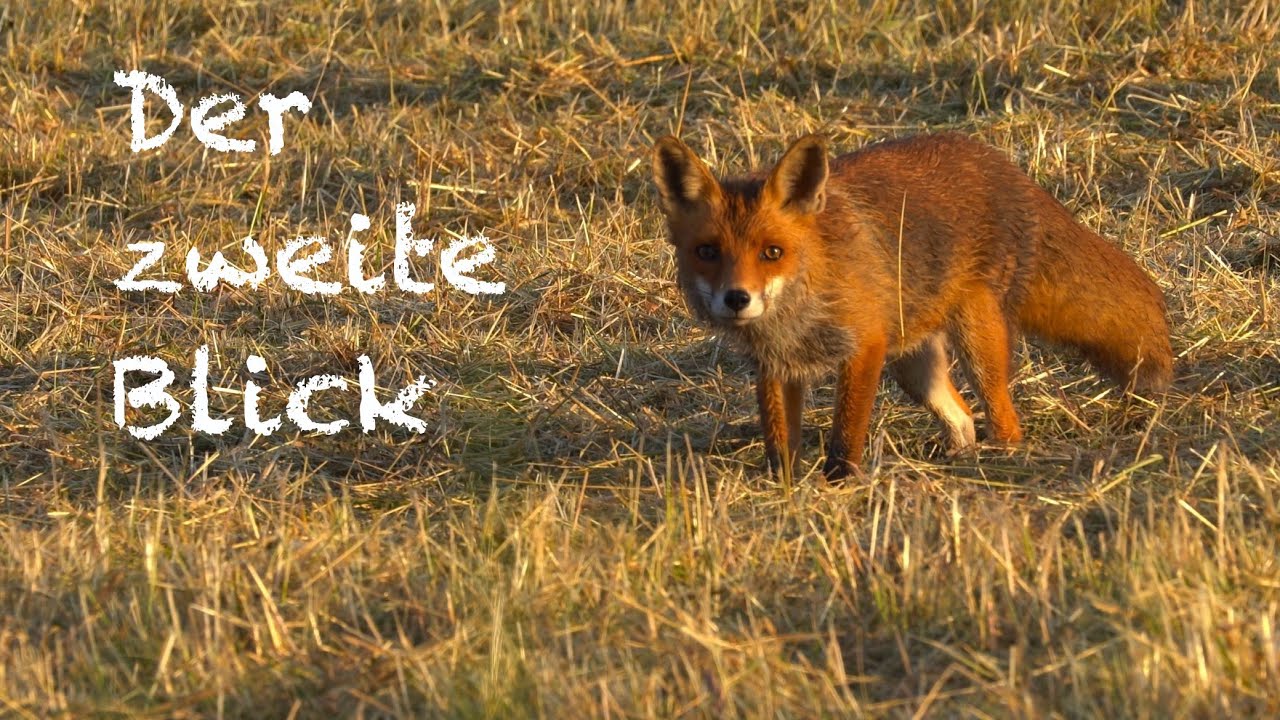 Der zweite Blick - Eine schöne Begegnung mit einer Fuchsfamilie ☺️