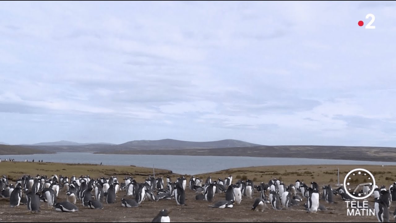 Sans Frontières : Brexit, la peur des îles Malouines
