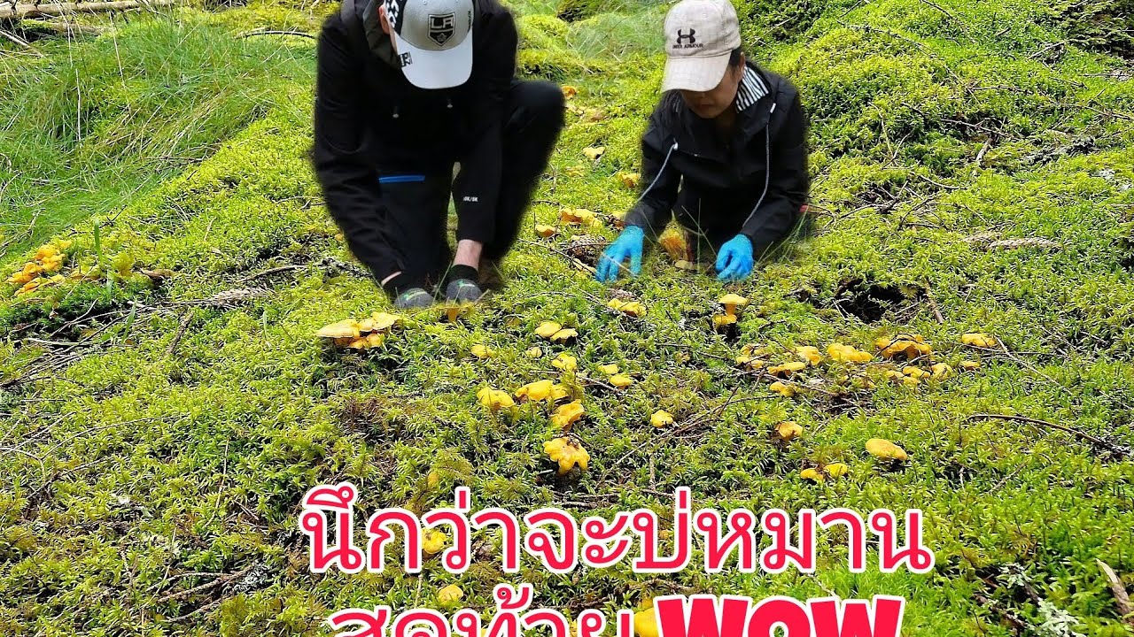 คุณฝรั่งม่วนจอยเก็บเห็ดจนเหนื่อย😅มีรอยคนมาเก็บก่อนนึกว่าจะไม่หมาน แต่ยังหมานเหมือนเดิม🍄 18/7/2025