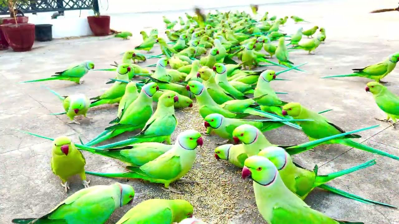 Parrot Party On The Home Terrace Feeding in Line 