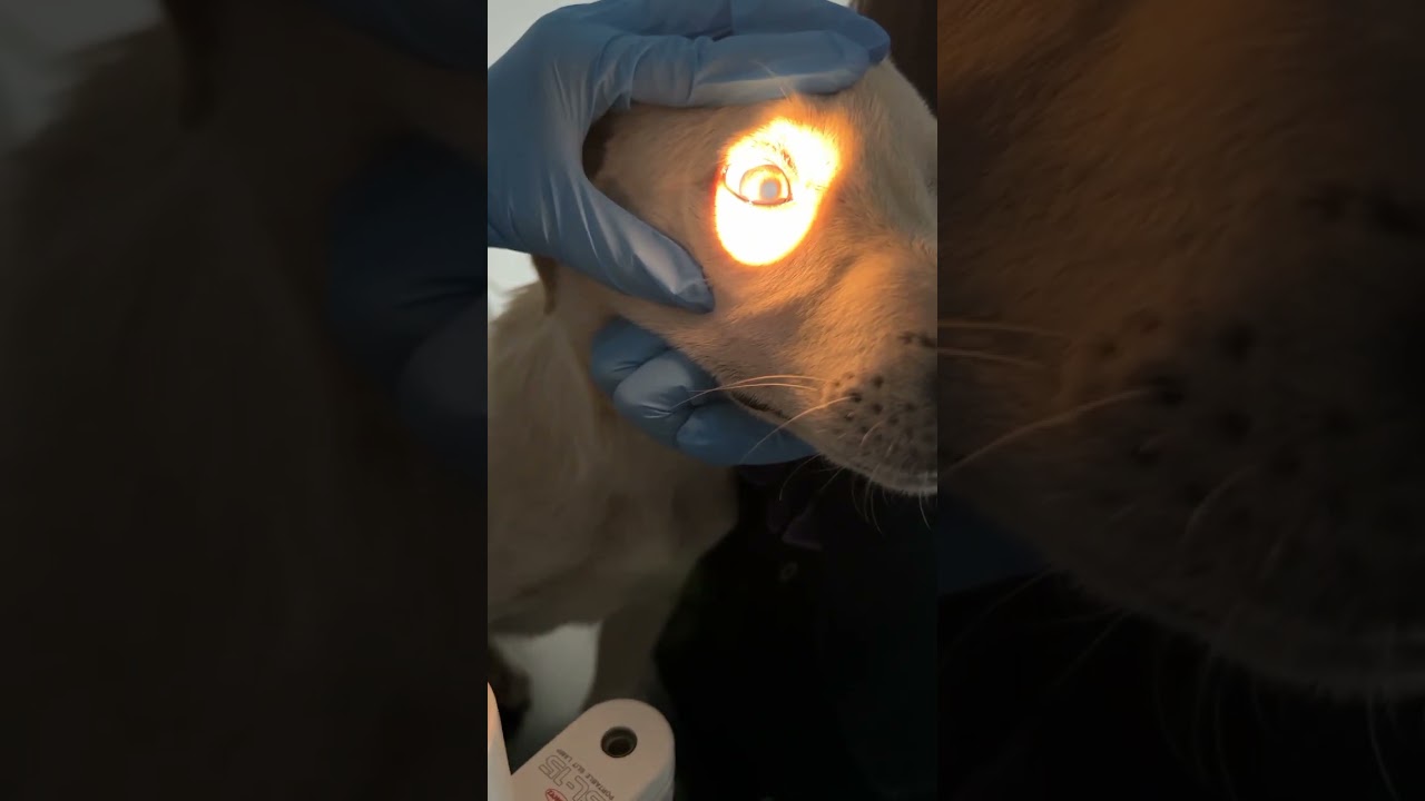 II. Kranial Sinir: N.Optikus, Pupillar Işık Refleksi/II. Cranial N:N.Opticus, Pupillary light reflex