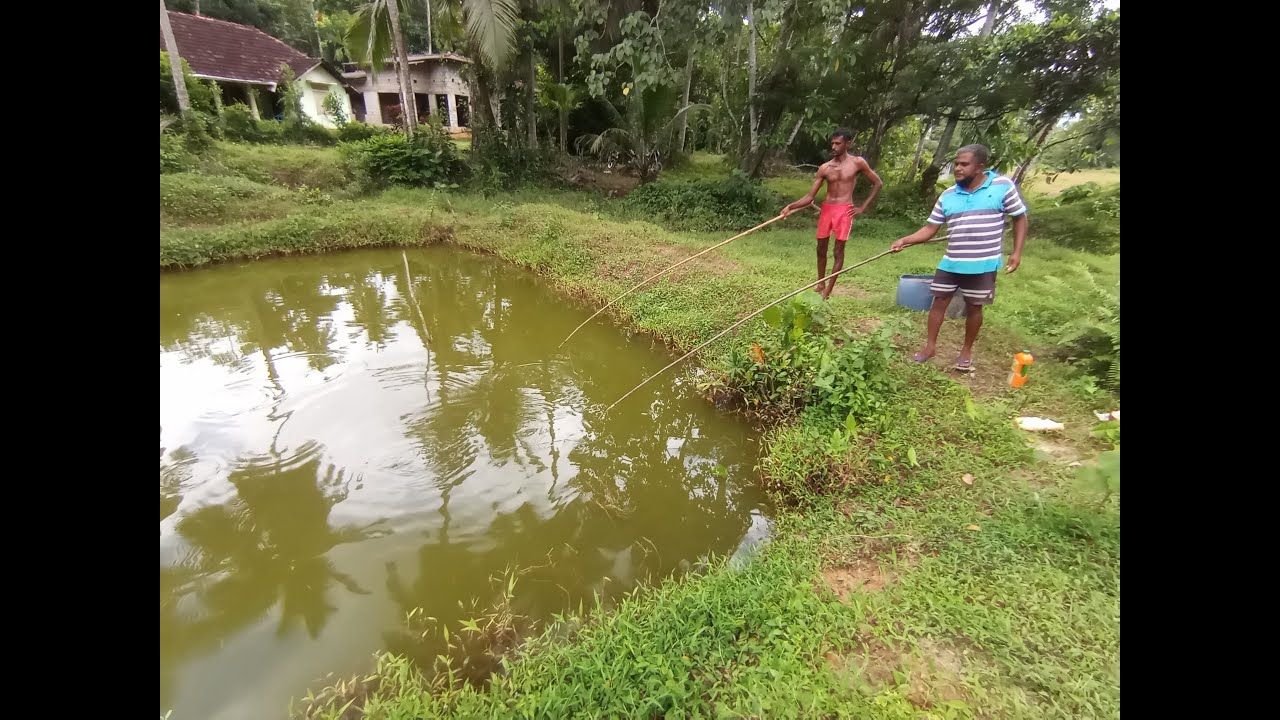 ලේසියෙන්ම වැව් මාළු අල්ලමු